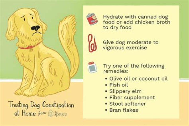 Will Coconut Oil Help Constipation In Dogs