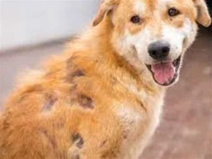 Will Dog’s Hair Grow Back After A Scab