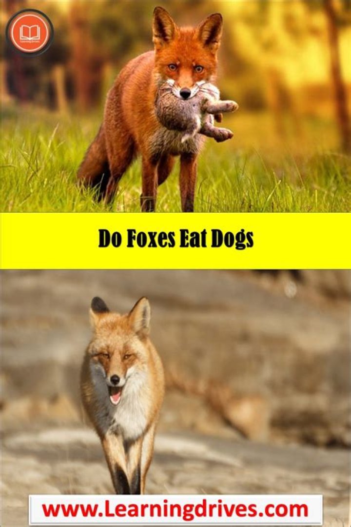 Will Foxes Eat Small Dogs