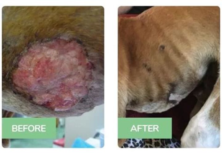 Will Steroids Shrink A Tumor In Dogs